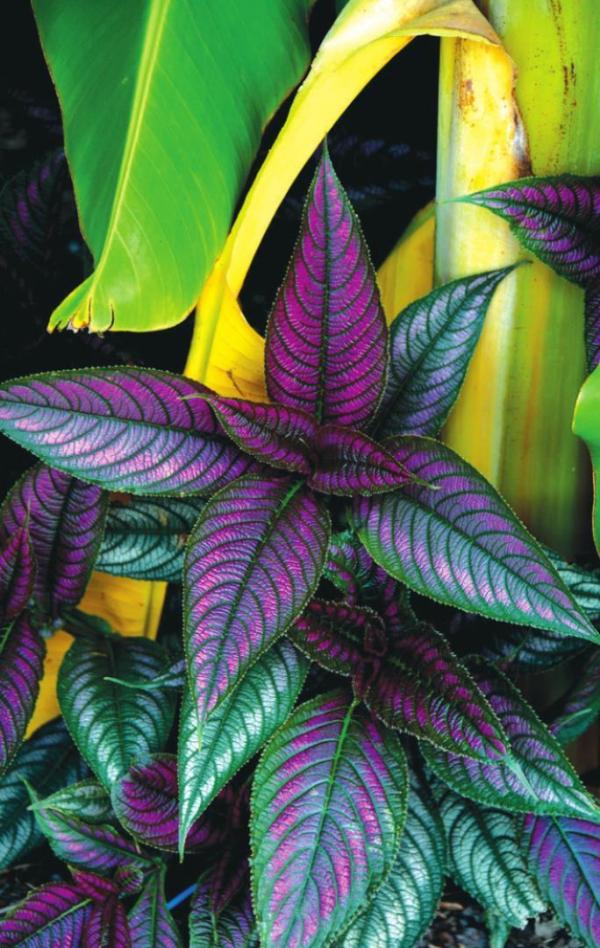 Persian Shield so beautifully exotic: ‘This is the life’