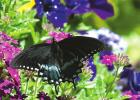 The early butterfly gets the verbena